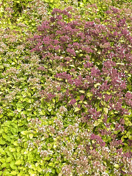 487204 - Greek oregano (Origanum vulgare)