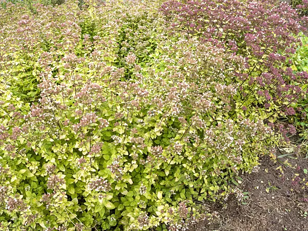 487205 - Greek oregano (Origanum vulgare)