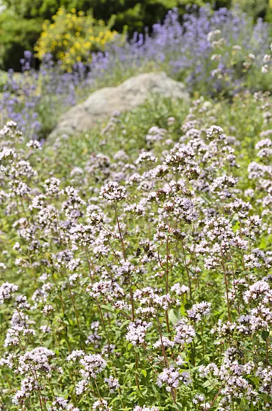 498005 - Greek oregano (Origanum vulgare)