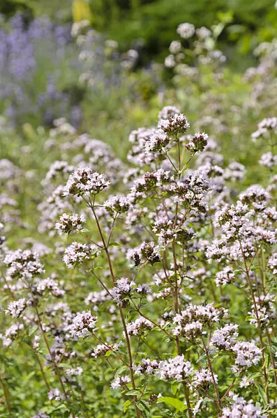 498006 - Greek oregano (Origanum vulgare)