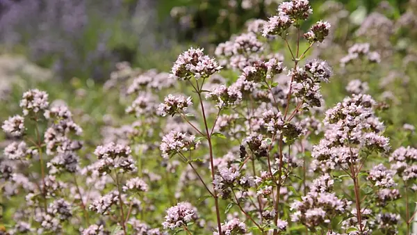 498019 - Greek oregano (Origanum vulgare)