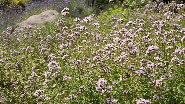 498022 - Greek oregano (Origanum vulgare)