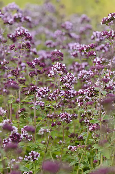 534206 - Greek oregano (Origanum vulgare)