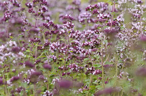 534207 - Greek oregano (Origanum vulgare)