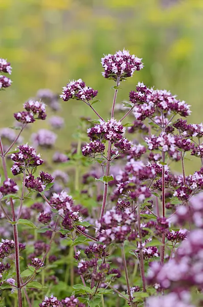 534208 - Greek oregano (Origanum vulgare)