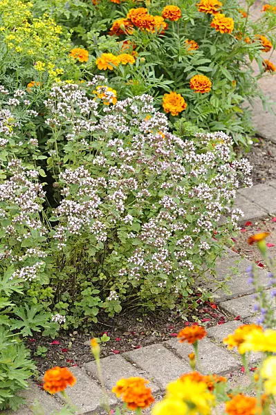 475171 - Greek oregano (Origanum vulgare) and marigolds (Tagetes)