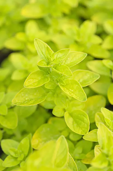 472275 - Greek oregano (Origanum vulgare 'Aureum')