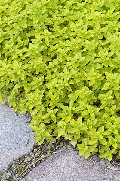 472317 - Greek oregano (Origanum vulgare 'Aureum')