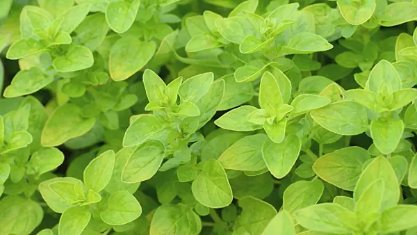 497195 - Greek oregano (Origanum vulgare 'Aureum')
