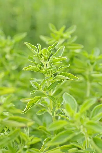 486073 - Greek oregano (Origanum vulgare 'Compactum')