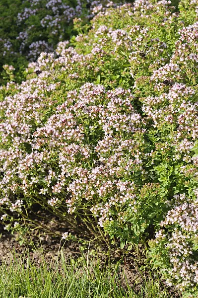486213 - Greek oregano (Origanum vulgare 'Compactum')
