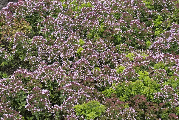 559129 - Greek oregano (Origanum vulgare 'Compactum')