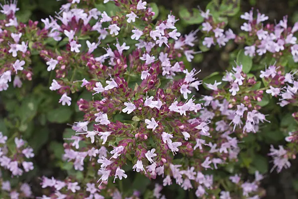 559130 - Greek oregano (Origanum vulgare 'Compactum')