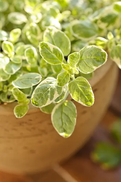 484220 - Greek oregano (Origanum vulgare 'Panta')
