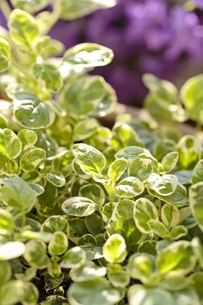 484221 - Greek oregano (Origanum vulgare 'Panta')