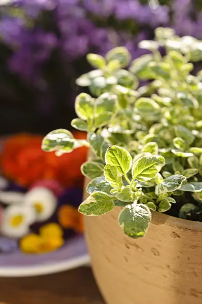 484222 - Greek oregano (Origanum vulgare 'Panta')