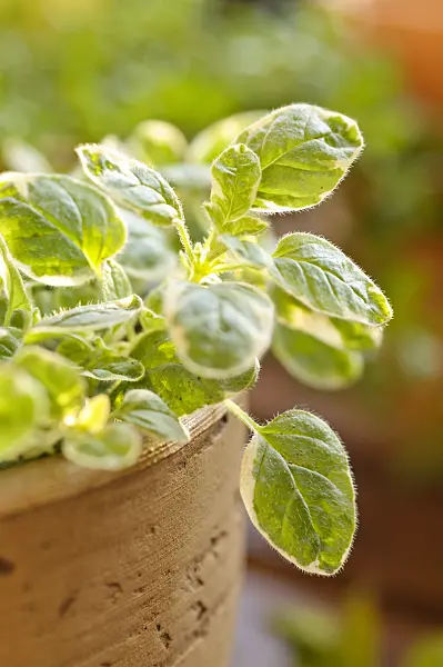 484233 - Greek oregano (Origanum vulgare 'Panta')