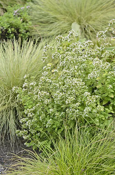547043 - Greek oregano (Origanum vulgare 'Thumbles Variety')