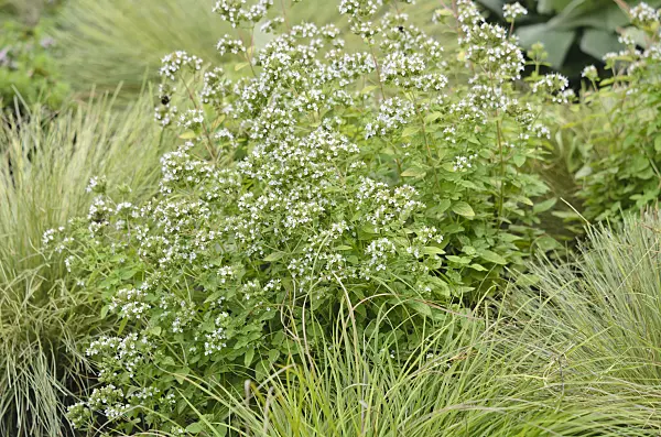 547044 - Greek oregano (Origanum vulgare 'Thumbles Variety')