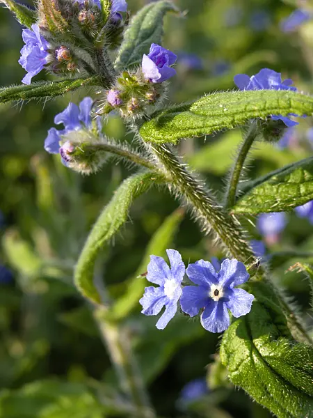460051 - Green alkanet (Pentaglottis sempervirens)