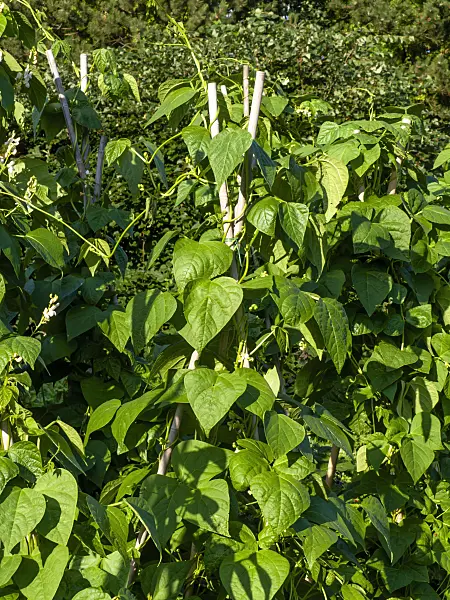 462107 - Green bean (Phaseolus vulgaris)