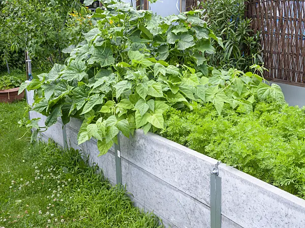 523257 - Green bean (Phaseolus vulgaris) in a raised bed