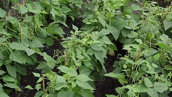 511357 - Green bean (Phaseolus vulgaris var. nanus)