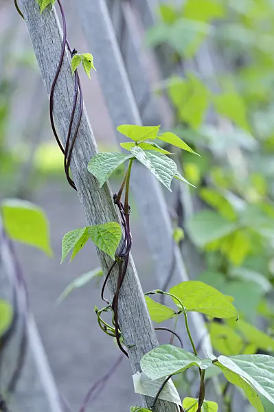 473286 - Green bean (Phaseolus vulgaris var. vulgaris)