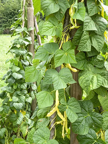 487212 - Green bean (Phaseolus vulgaris var. vulgaris)