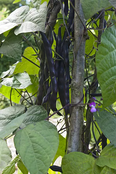 511335 - Green bean (Phaseolus vulgaris var. vulgaris)