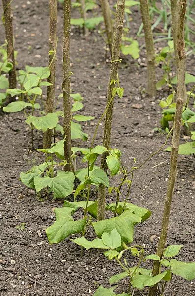 533247 - Green bean (Phaseolus vulgaris var. vulgaris)