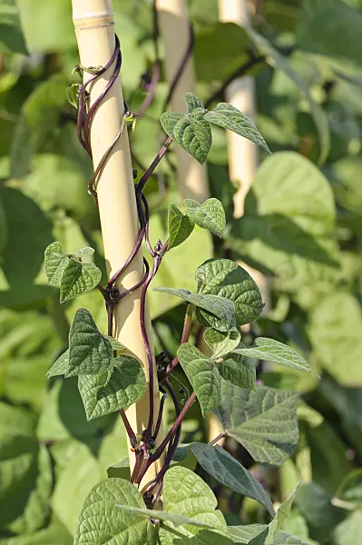 475080 - Green bean (Phaseolus vulgaris var. vulgaris 'Blauhilde')