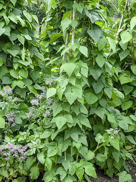 462100 - Green bean (Phaseolus vulgaris var. vulgaris 'Blauhilde') and borage (Borago officinalis)