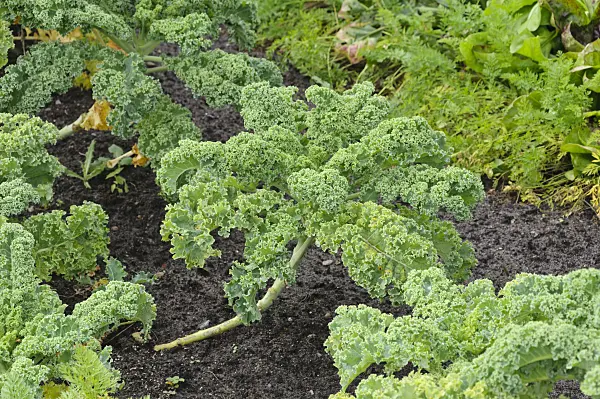 489005 - Green cabbage (Brassica oleracea var. sabellica)