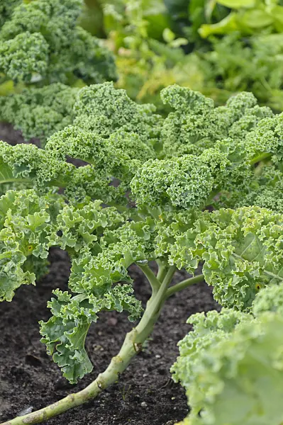 489006 - Green cabbage (Brassica oleracea var. sabellica)