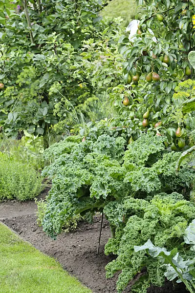 474319 - Green cabbage (Brassica oleracea var. sabellica) and common pear (Pyrus communis)