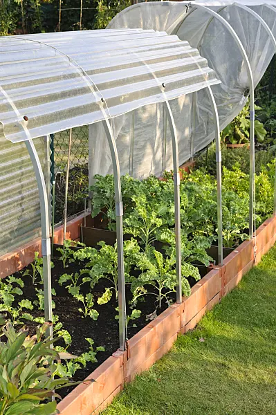 476104 - Green cabbage (Brassica oleracea var. sabellica) in a raised vegetable bed with poly tunnel