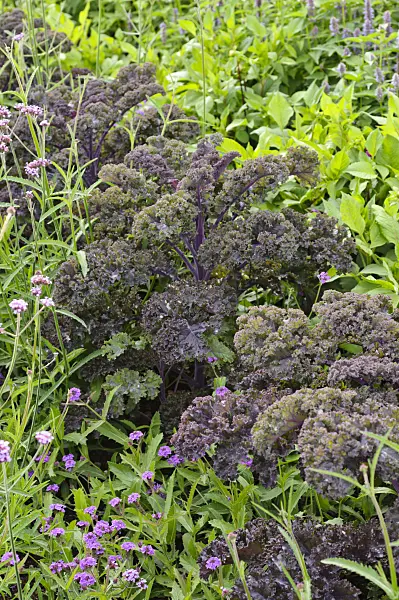 475100 - Green cabbage (Brassica oleracea var. sabellica 'Redbor')