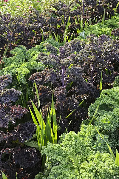 487271 - Green cabbage (Brassica oleracea var. sabellica 'Redbor' and Brassica oleracea var. sabellica 'Reflex')