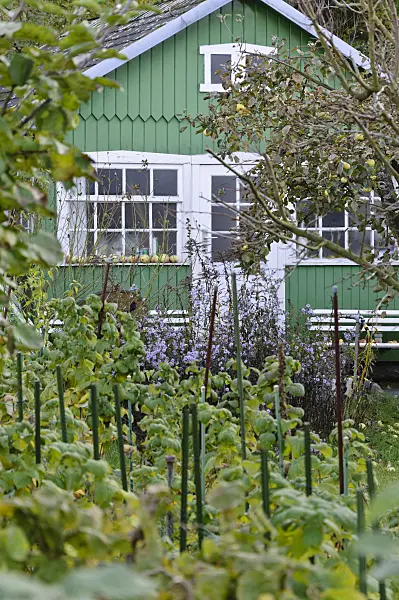 477174 - Green garden house in an allotment garden
