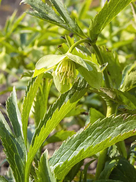 411279 - Green hellebore (Helleborus viridis)