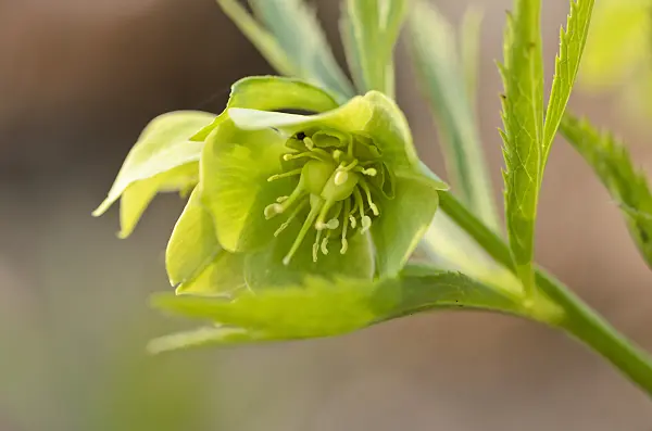 519075 - Green hellebore (Helleborus viridis)