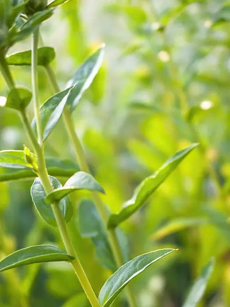 415029 - Green impression with stems and leaves