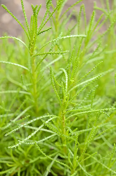 556001 - Green lavender cotton (Santolina rosmarinifolia 'Olivia')