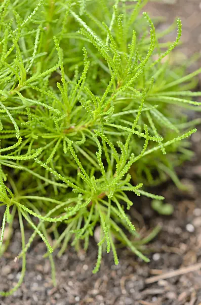 556002 - Green lavender cotton (Santolina rosmarinifolia 'Olivia')