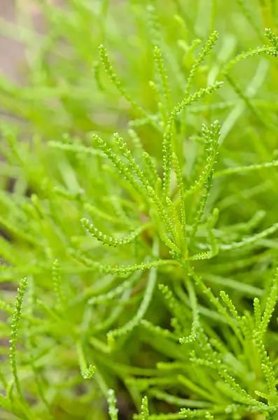 556003 - Green lavender cotton (Santolina rosmarinifolia 'Olivia')