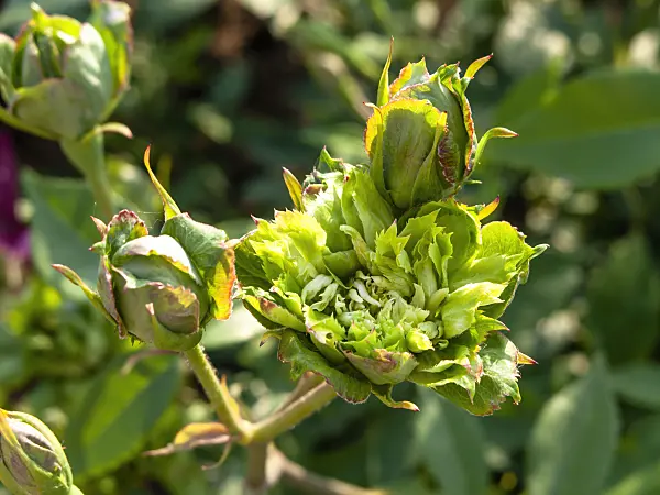461060 - Green rose (Rosa chinensis 'Viridiflora')