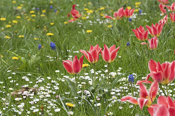 616454 - Greigii tulip (Tulipa Pinocchio)