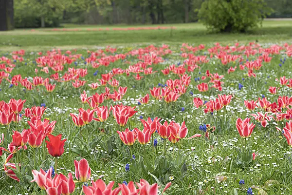 616455 - Greigii-Tulpe (Tulipa Pinocchio)
