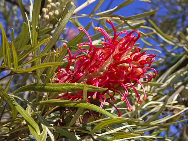455076 - Grevillea